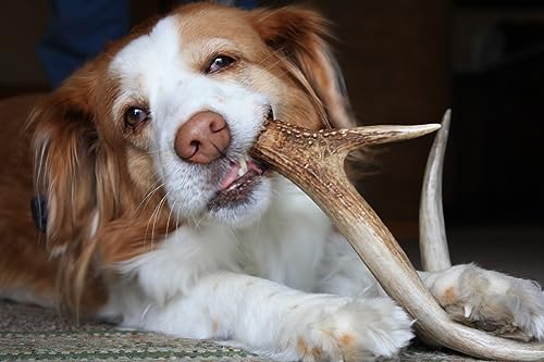 ARTISAN GIFT CO Hundesnack Rothirsch Geweih Kausnack - Natürlicher - Gesamtnettogewicht 300gr+ (L - 2 stück)