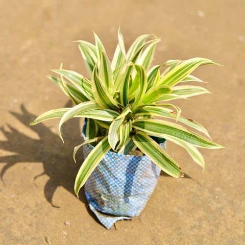 Best Nursery Song of India Bushy (2 In 1) in 6 Inch Plant Nursery Bag-image-49