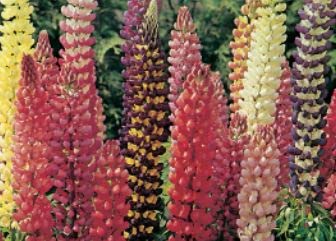 1 Pack of Lupin Russel Mixed, Flower seeds