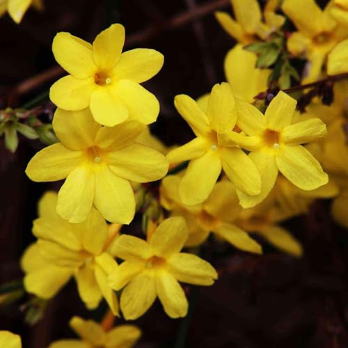 Gelber Winter-Jasmin -Jasminum nudiflorum- Winterblüher, zahlreiche gold-gelbe, kleine Blüten - Winter-Pflanze Kletterpflanze von Garten Schlüter (2L...