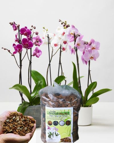 4 in One Orchid Potting Mix. Soil Less, Ready to Use. Added Coco Husk, Pure Pine Bark, Charcole and Perlite. (5Lit) (B0C9XZBTB4) Amazon Price History, Amazon Price Tracker
