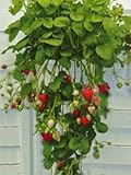 Klettererdbeere/Hängeerdbeere: Schnell wachsende Pflanzen mit tiefroten, prallen Früchten, süß-saftiges Aroma, Ernte von Juli bis zum Frost.