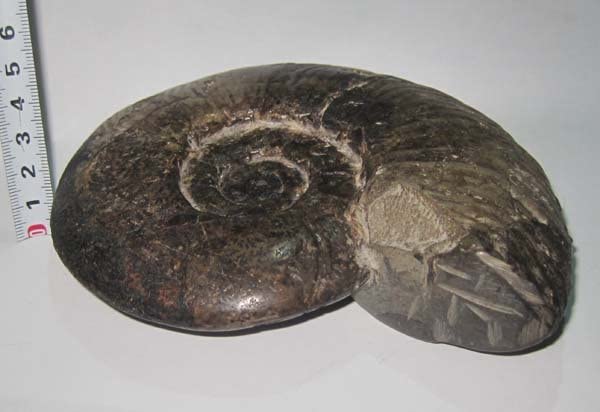 Amazon | 日本の化石 北海道三笠のアンモナイト/プゾシアユウバレン