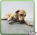 FROKI Premium Rinderschwanz für große & kleine Hunde 250g | 100% Rind | 100% Natürlich | Futter-Snack | Hunde-Leckerlis | Natur-Kausnack | Zahnpflege | ohne Zusatzstoffe
