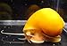 Golden Mystery Snail - 1/2"-2" - Algae Eater for Aquariums