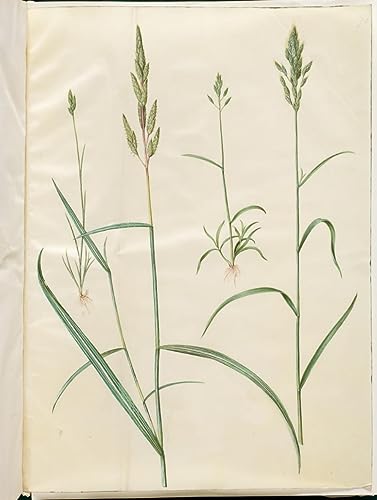 Poster image Bromus Hordeaceus Holtzbecker pour habiller un grand mur vide de salon 60x90cm