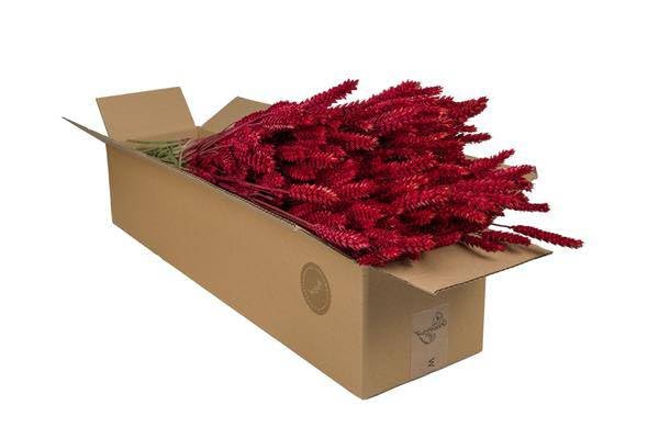 Fleurs séchées - Blé (triticum) - Rouge - 4 bouquets - 60 cm - Bouquets de fleurs séchées décoratives - Durable et facile d'entretien - Décoration rustique pour vase, table, mur