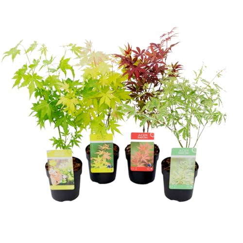 Plant in a Box - Arces japoneses resistentes al invierno - Set de 4 - Acer palmatum 'Atropurpureum', 'Going Green', 'Orange Dream', 'Butterfly' - Maceta 10,5cm - Altura 25-40cm