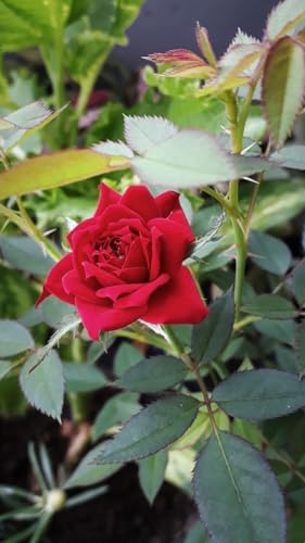 Rare All season Red Kashmiri Rose Live Flower Plant For Home Gardening Outdoor Plant Without Pot || pack of 1 || - Image 3