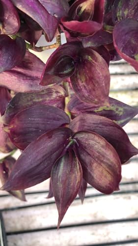 Tradescantia Red Gem unrooted cuttings
