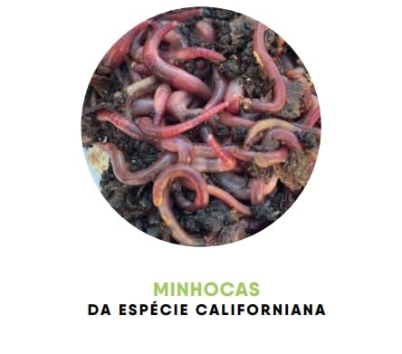 Kit Compostagem, Composteira Horta Orgânica - Minhocas Californianas, Casca de Arroz e Húmus de Minh