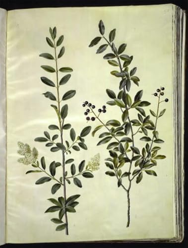 Peinture sur toile Ligustrum Vulgare de Hans Simon Holtzbecker, déco chambre 60x90