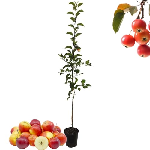 1 Crabapple Tree Live Plant image