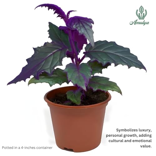 Image of Amulya FARMS & NURSERY Air Purifying Alternanthera Pink or Party Time Indoor Live Plant for Living Room, Home, Office & Desk Decor | Velvet Leaf | Small Size - Black Pot Included (Philodendron Velvet)