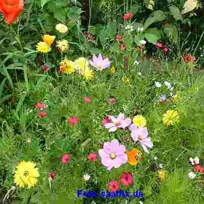 Staudenzauber Mehrjährige Blumenmischung - Blumenwiese für ca. 250 m², ca. 500 Gramm