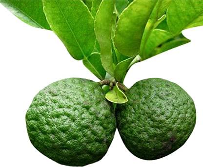 5 semi di piante Kaffir Lime