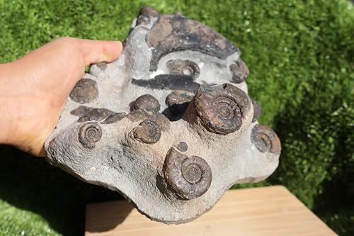 Image of Natural Platyclymenia & Gonitites & Orthoceras Plate ammonites Fossil Moroccan Fossil A102
