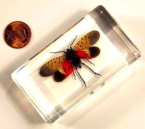 Image of 72mm Real Spotted Lanternfly Cicada w /Open Wings in Crystal Clear Lucite Resin Specimen Preserved Insect Taxidermy Crafts Collection for Biology Science Education & Desk Display Supplies