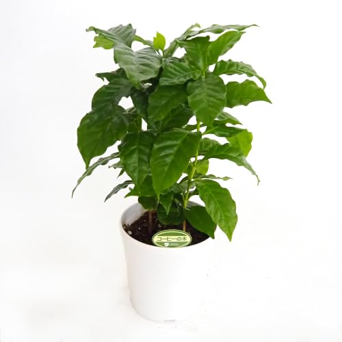 hs`mrd R[q[̖ (R[q[mL) 4 1  ʎc ϗt wFCoffea ^CvFAJl ϊΒ ̂t͑傫gł ĂƃWX~̂悤Ȑ`̔Ԃ炩 ܂ŐN͂܂At