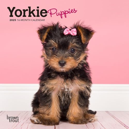 Yorkshire Terrier Puppies | 2025 7 x 14 Inch Monthly Mini Wall Calendar | BrownTrout | Animals Small Dog Breeds Yorkies