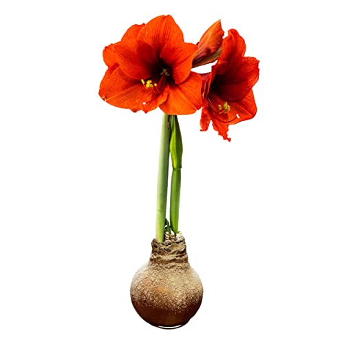 Snow Flecked Waxed Amaryllis Bulb – Copper Wax with Red Blooms – Live Holiday Gift Plant, Easy Care, No Watering Needed