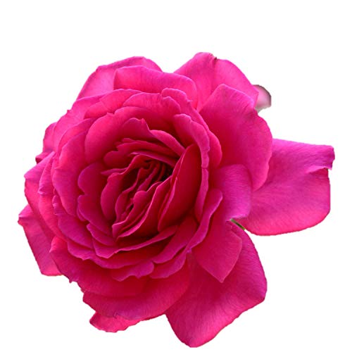 絢爛豪華なベルサイユのばら 王妃アントワネット の栽培実感 ローズフェスタ 五感で楽しむ薔薇の広場