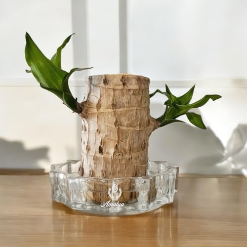 Amulya Farms Crystal Cut Glass Pot for Brazilian Wood Plant | Best Container for Lucky Brazil Wood Water Plants, Home Decor | (Plant not Included)