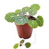 Harmony Foliage Strawberry Begonia 2 inch Saxifraga stolonifera Creeping Saxifrage Legacy Heritage Plant