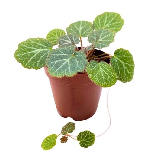 Harmony Foliage Strawberry Begonia 2 inch Saxifraga stolonifera Creeping Saxifrage