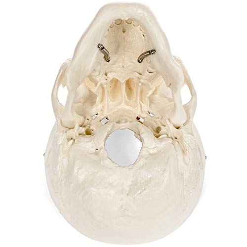 Medical Anatomical Skull Model - 1:1 Life Size Replica Anatomy Adult Human Head Bone for Science Lab, Educational