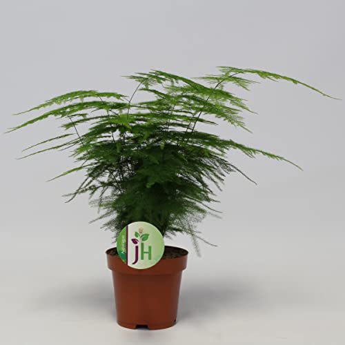 Asparagus setaceus Plumosus – Zierspargel ca. 35 cm – Luftreinigende Grünpflanze –...