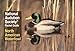 National Audubon Society Pocket Guide to Waterfowl (National Audubon Society Pocket Guides)
