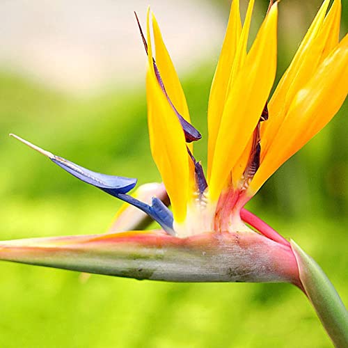 Haloppe 10 Unids Strelitzia Reginae Flores Semillas de Plantas para la Plantación de Jardín en Casa, Raras Strelitzia Reginae Semillas de Flores Ave del Paraíso Decoración de Plantas Tropicales