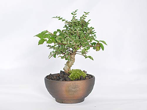 Amazon.co.jp: 盆栽妙 金芽八房けやき 欅 50231A1158 : DIY・工具