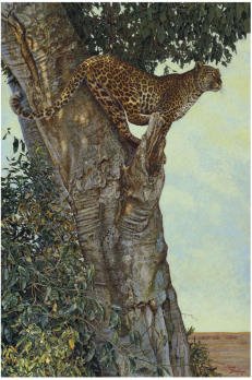 KALON BAUGHAN 絵画 Drawings — Kalon Baughan