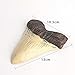 5.5 Inch Megalodon (Carcharodon megalodon) tooth, Ivory Color with Serrations(Replica)