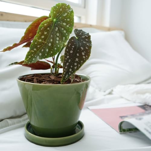Pots de fleurs décoratifs ronds pour éviter le dessèchement - 6