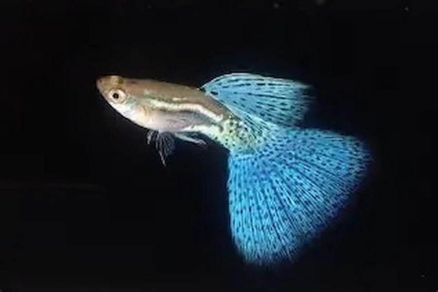 1 Trio Blue Grass Live Guppy Fish VIP Grade A, +2 Free Yellow Back Shrimp