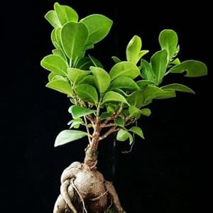 45 stuks ficus ginseng bonsaizaden, Winterharde planten voor balkons, buitenplanten (Ficus microcarpa) kamerplanten, balkon planten balkon, bloementuin Bonsai, bodembedekkerzaden winterhard