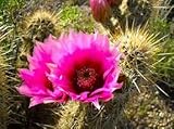 Hedgehog Cactus Echinocereus fendleri 20 Seeds