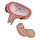 3B Scientific Menschliche Anatomie - Fetus, 5. Monat, Rückenlage + kostenlose Anatomie App - 3B Smart Anatomy, 5th Month, L10/6