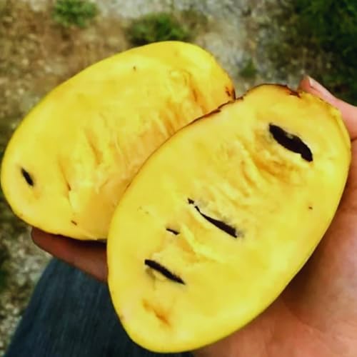 2 Paw Paw Tree Live Plant Seedlings, Pawpaw Tree Live Plant, 6Inc to 10Inc Tall Long, Hardy Pawpaw Plants