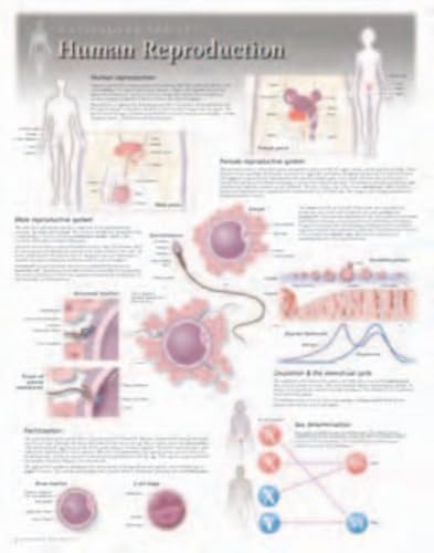 Human Reproduction Wall Chart: 8500