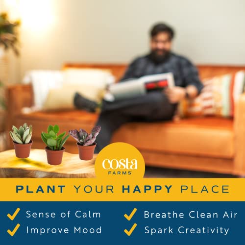 Costa Farms Succulents (6 Pack), Live Mini Succulent Plants, Grower\'s Choice Live Houseplants, Potted in Nursery Plant Pots, Potting Soil, Gift for Bulk Baby Shower, Bridal Shower, DIY Room Decor