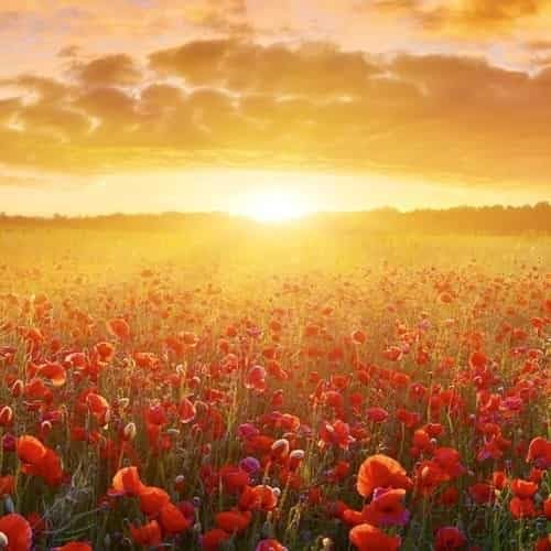 We Shall See Him Podcast Por  arte de portada