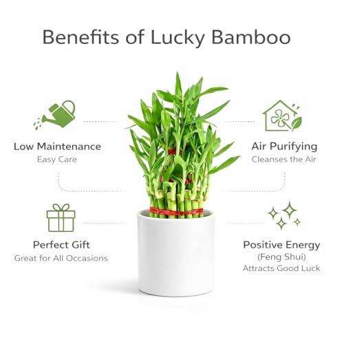 Image of Lucky Bamboo Plant in White Ceramic Pot | Indoor Live Plant for Home & Office Decor | Low Maintenance, Air Purifying & Feng Shui Good Luck Plant