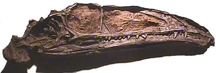Coelophysis, skull, Museum Quality Replica