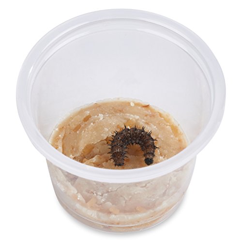Live Butterfly Kit: School Sized-Shipped With 32 Painted Lady Caterpillars Now: Pop-Up Cage #TOP3