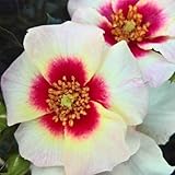 Aria Babylon Eyes ® im großen 7,5 ltr Topf