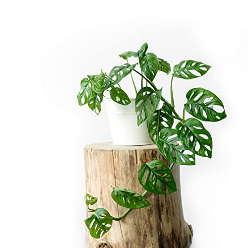 Monstera Variegata frön 25 bonsaiträd gröna växter inomhusväxter Monstera frön Luftrenande inomhusväxter balkongväxter bonsai frön Gåva trädgård